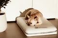 Airweave Dog Bed with Airfiber 3-Inch Medium