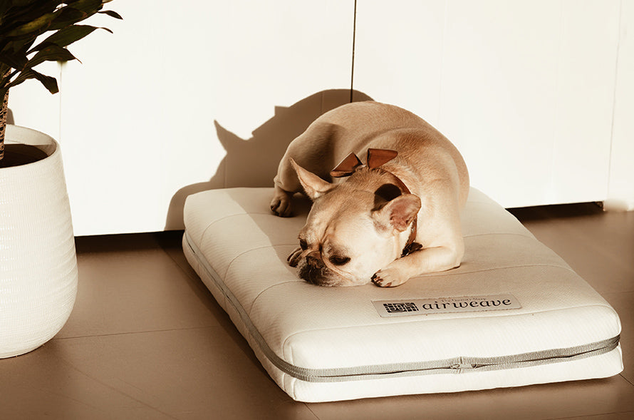 Airweave Dog Bed with Airfiber 3-Inch Medium